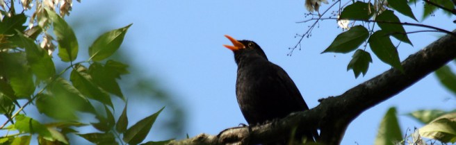 black-bird-singing