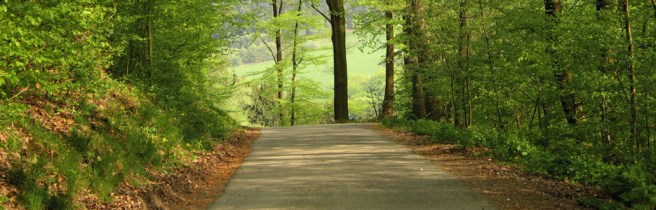 scenic-forest-path
